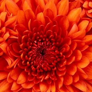 Meet your Posher, Njeri